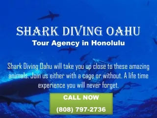 Shark Diving In Oahu
