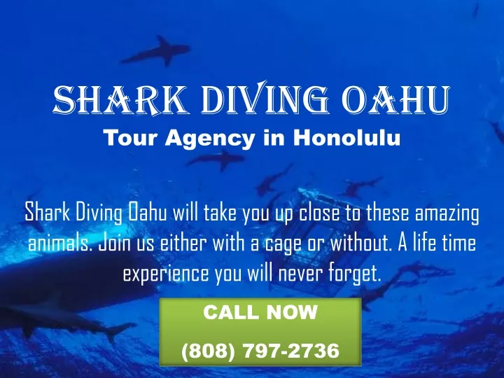 shark diving oahu tour agency in honolulu