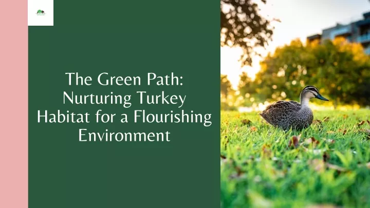 the green path nurturing turkey habitat