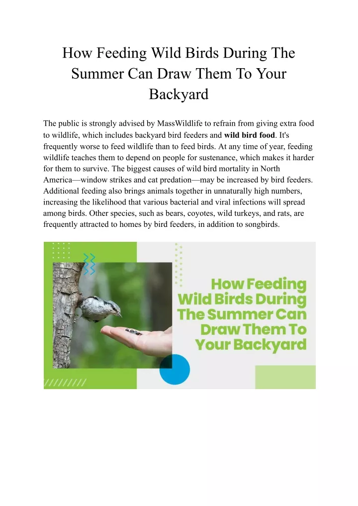 how feeding wild birds during the summer can draw