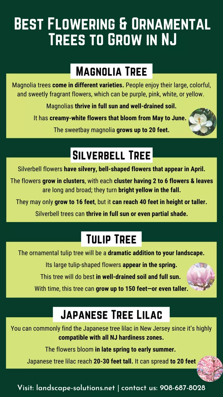 PPT Best Flowering and Ornamental Trees to Grow in NJ PowerPoint