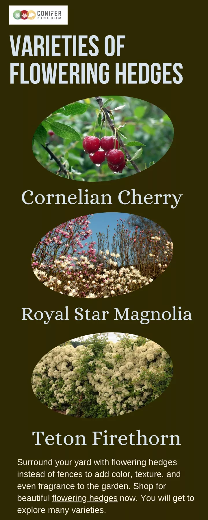 varieties of flowering hedges