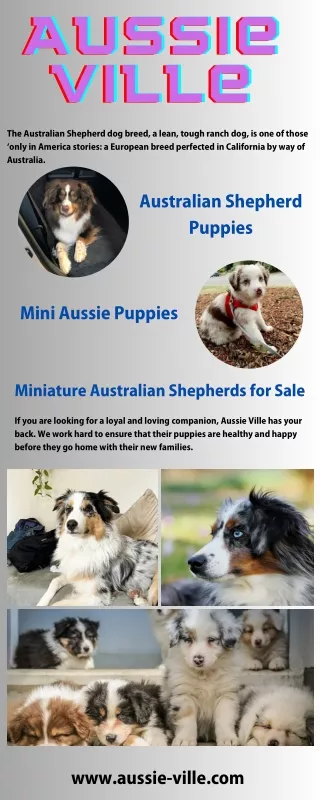 Experience Bliss with Aussie Shepherd Puppies