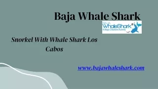 The Best Place To Snorkel With Whale Sharks In Los Cabos