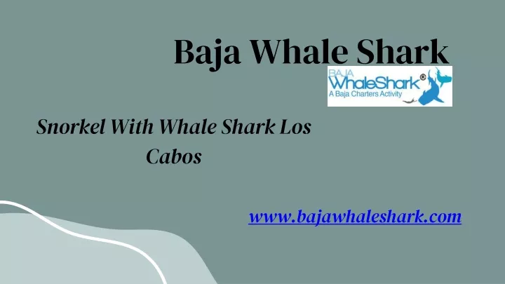 baja whale shark