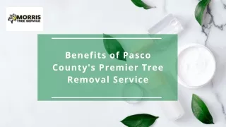 Benefits of Tree Removal Service in Pasco County, FL