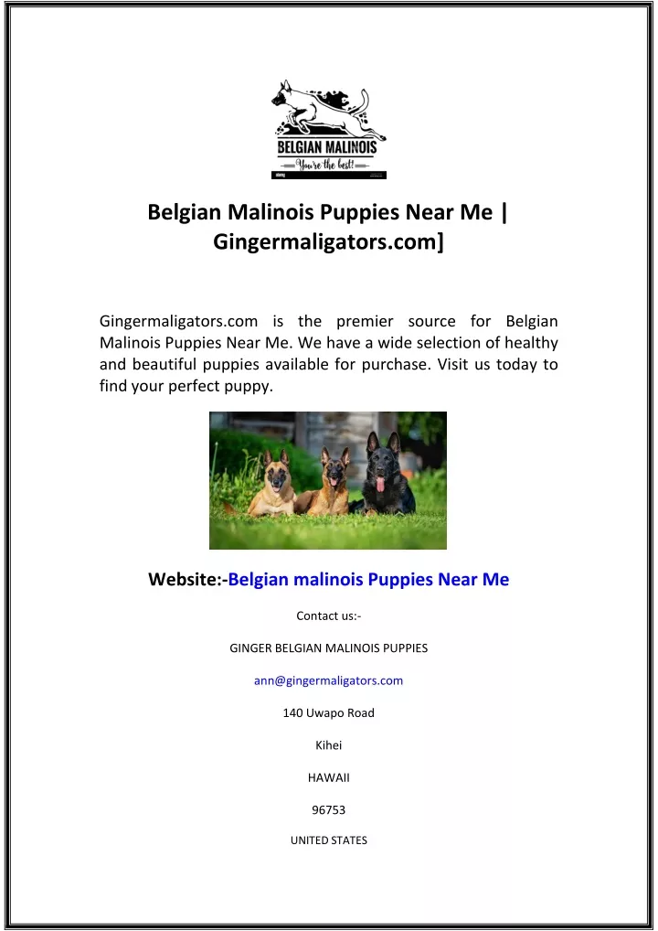 belgian malinois puppies near me gingermaligators