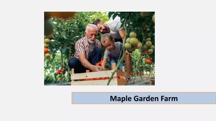 maple garden farm