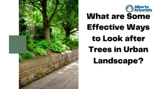 What are Some Effective Ways to Look after Trees in Urban Landscape