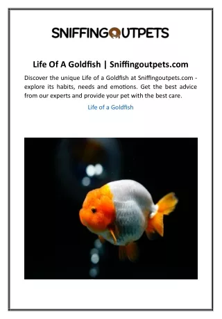 Life Of A Goldfish  Sniffingoutpets