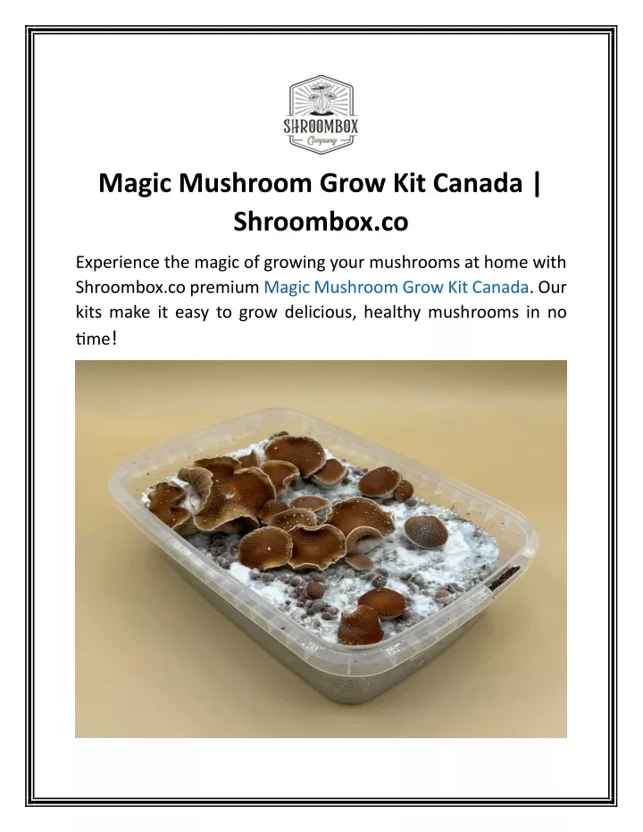 magic mushroom grow kit canada shroombox co