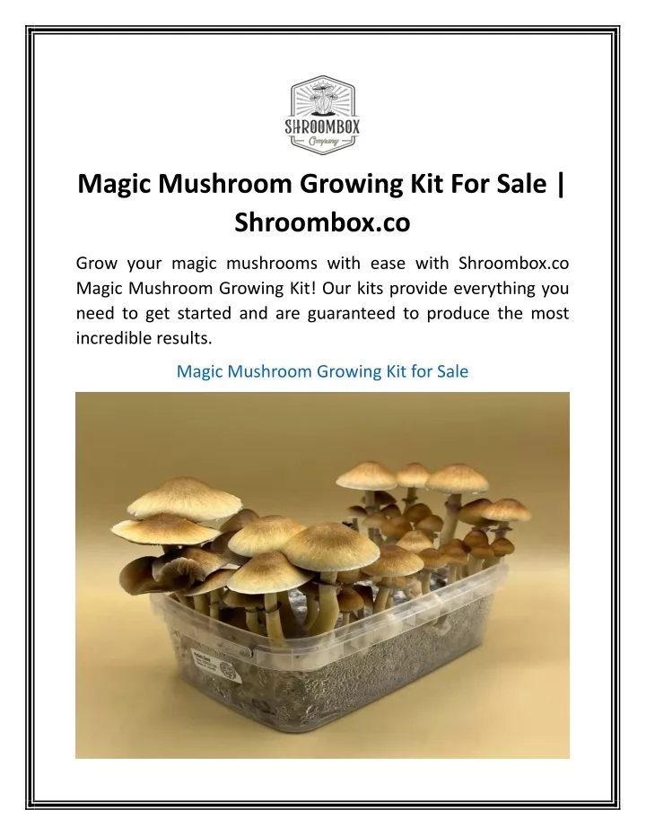 magic mushroom growing kit for sale shroombox co