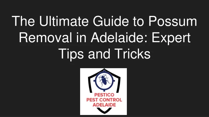 the ultimate guide to possum removal in adelaide expert tips and tricks