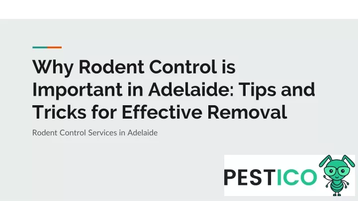 why rodent control is important in adelaide tips and tricks for effective removal