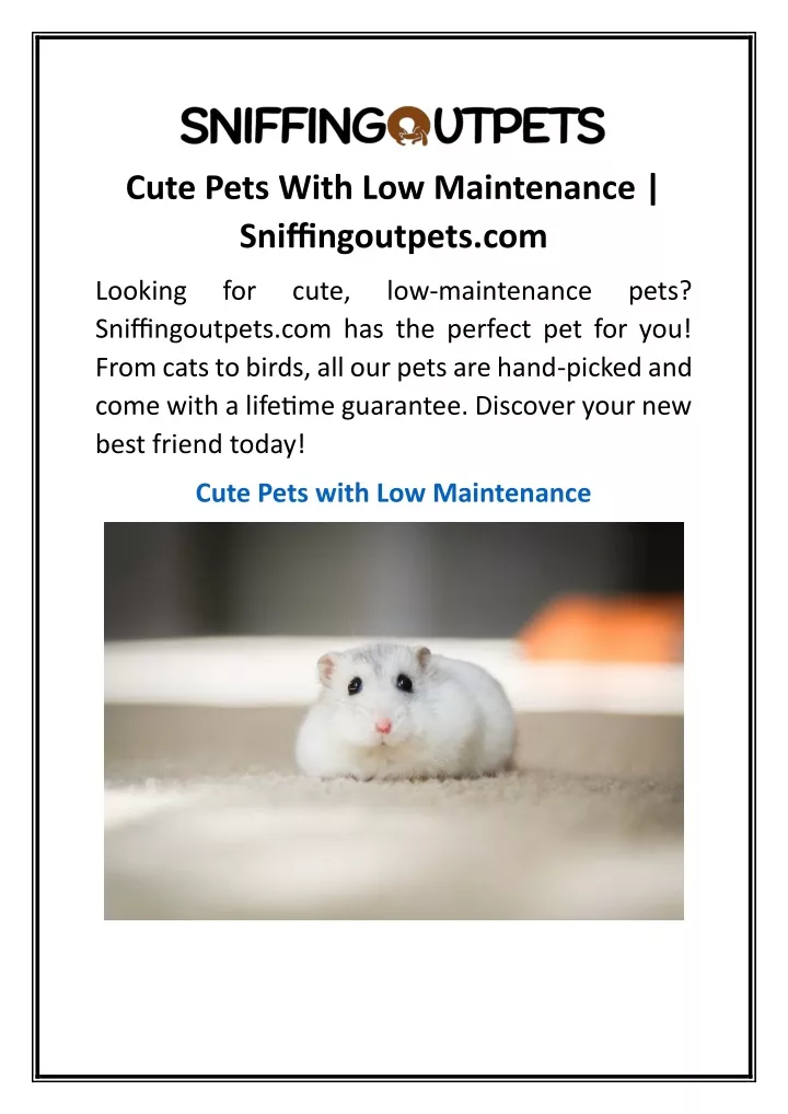 cute pets with low maintenance sniffingoutpets com