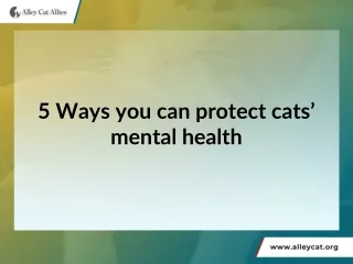 5 Ways you can protect cats’ mental health