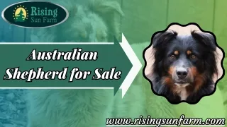 Australian Shepherd for Sale: Discover Your Perfect Companion