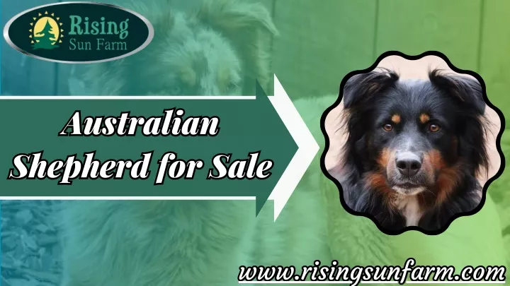 australian shepherd for sale shepherd for sale