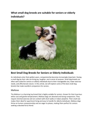 What small dog breeds are suitable for seniors or elderly individuals?