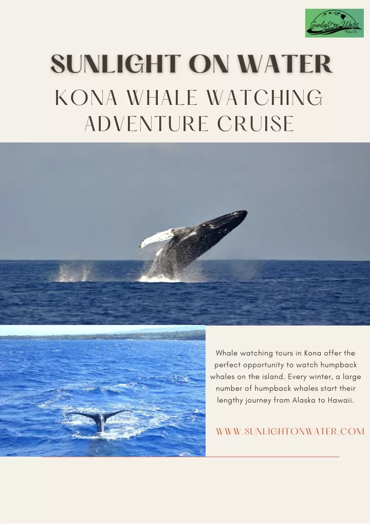 kona whale watching adventure cruise