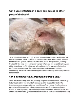 Can a yeast infection in a dog's ears spread to other parts of the body?