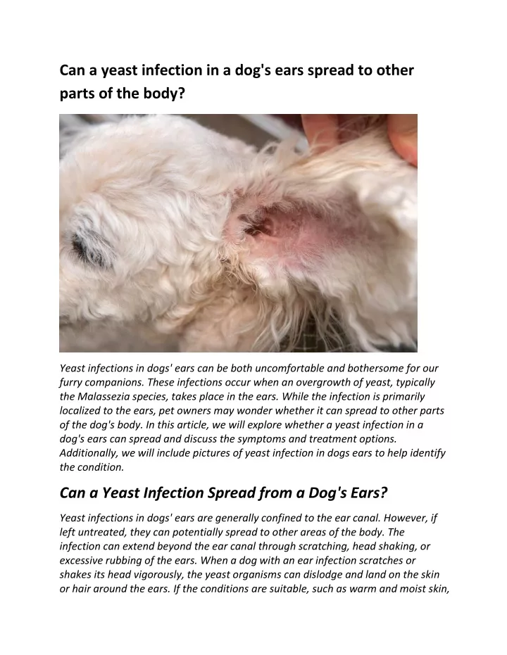 can a yeast infection in a dog s ears spread