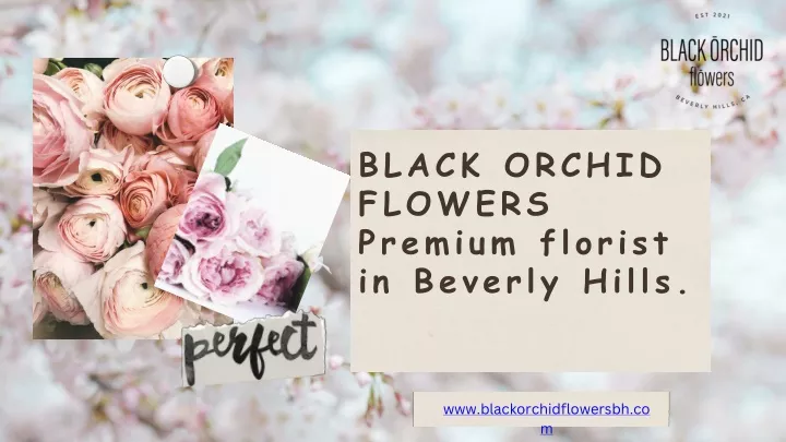 black orchid flowers premium florist in beverly