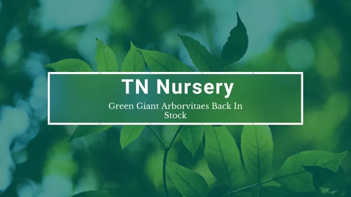 tn nursery green giant arborvitaes back in stock