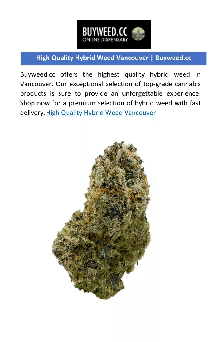 high quality hybrid weed vancouver buyweed cc