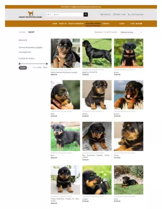 Review Rottweiler Puppies Online. 1(347) 620-6463