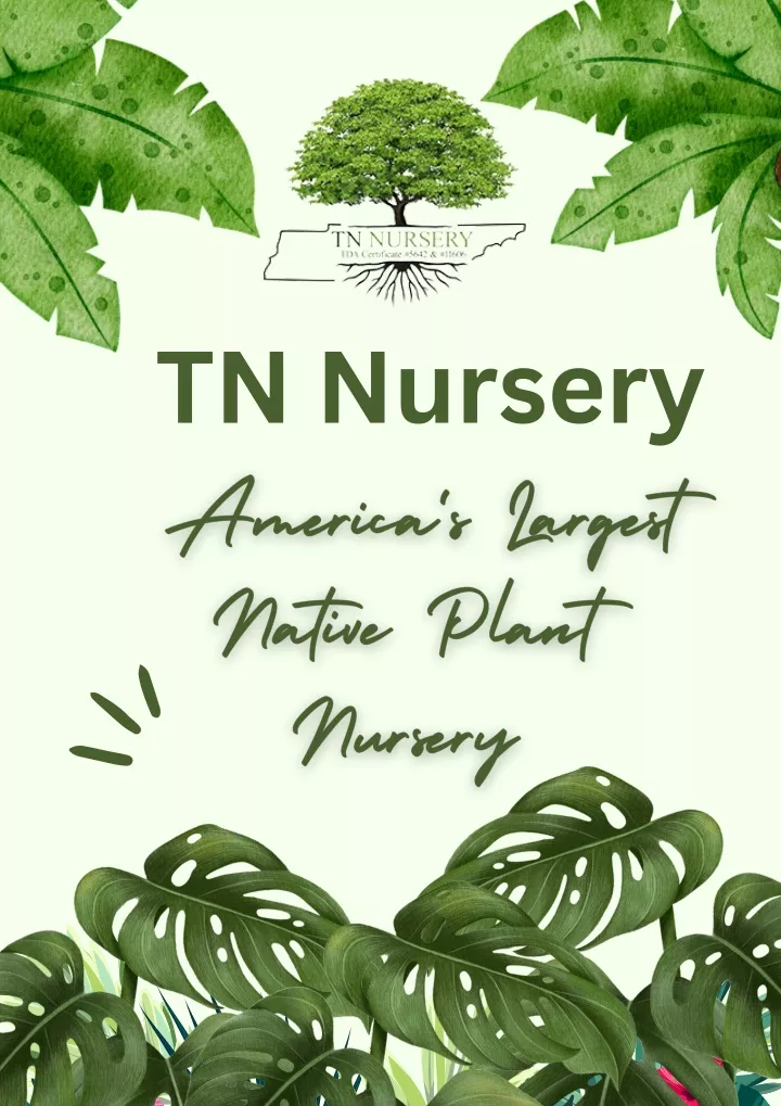 tn nursery