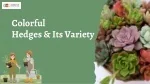 Exploring the Varied Colors of Hedges and Their Benefits - slide 1