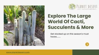 Explore The Large World Of Cacti, Succulents & More