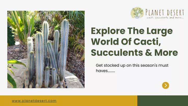 explore the large world of cacti succulents more