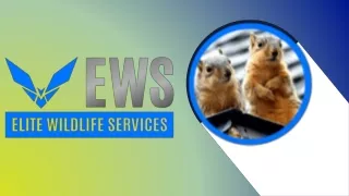Squirrel Removal Near Me - Elite Wildlife Services