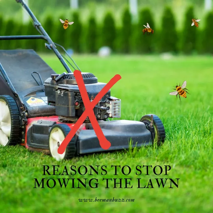 reasons to stop mowing the lawn