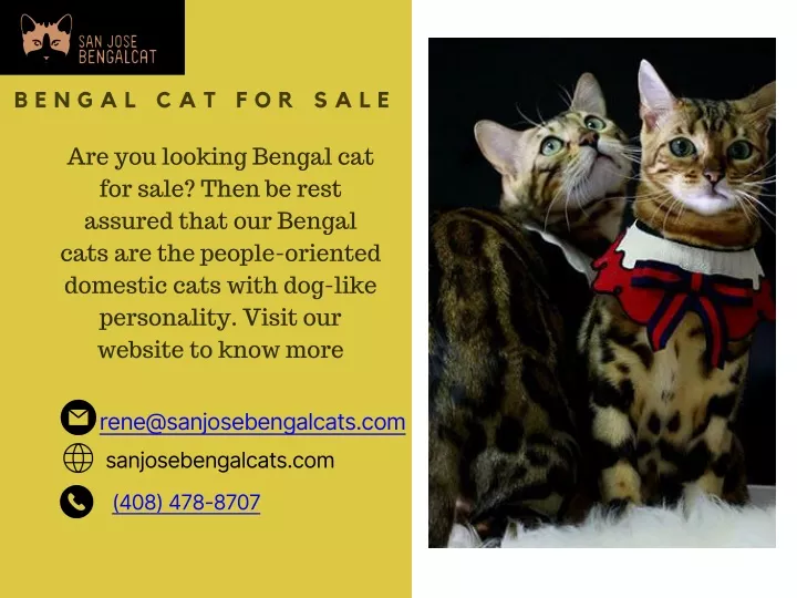 bengal cat for sale