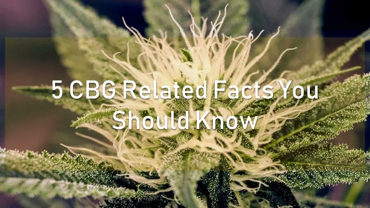 5 cbg related facts you should know