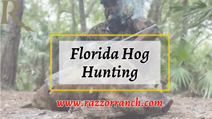 florida hog hunting hunting
