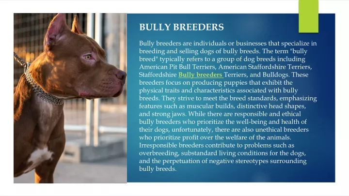 bully breeders