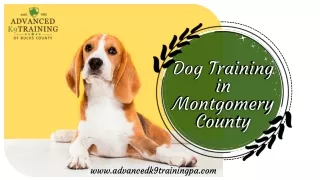 Dog Training in Montgomery County: Unshackle Your Pet's Potential