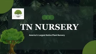 Top TN Nursery in the USA