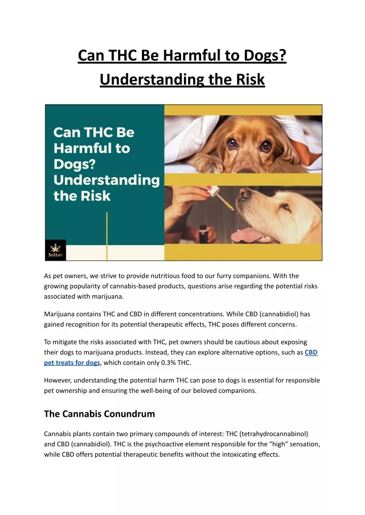 can thc be harmful to dogs understanding the risk