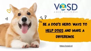 Be a Dog's Hero Ways to Help Dogs and Make a Difference