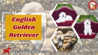 English Golden Retriever: Ready to add some Sunshine to your life