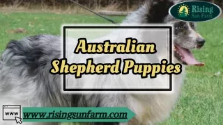 Australian Shepherd Puppies: Boundless Energy and Unconditional Love