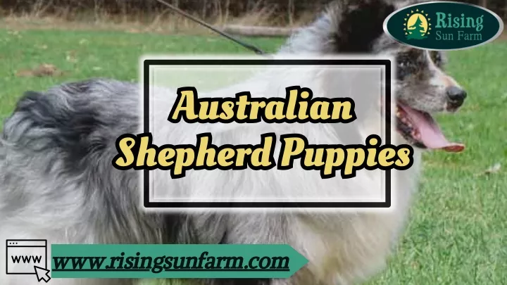 australian shepherd puppies shepherd puppies
