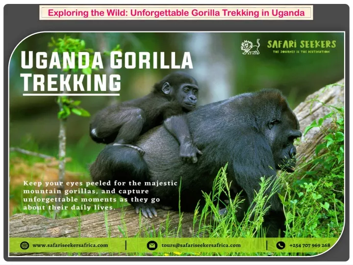 exploring the wild unforgettable gorilla trekking