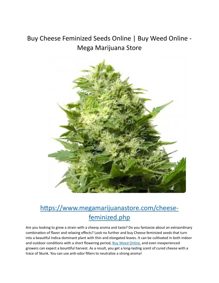 buy cheese feminized seeds online buy weed online