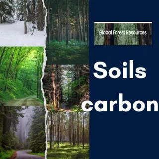 Soils Carbon